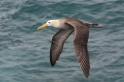 069 Waved albatross 06